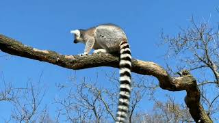 Ring tailed lemur  baby lemur [upl. by Wendel]