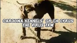 CAROLINA KENNELS GR CH CYRUS THE VIRUS 7xW [upl. by Pyle669]