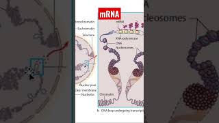 Understanding mRNA What Is mRNA and How Does It Work [upl. by Gent]