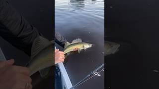 Epic Spring Evening ZANDER FISHING with the Good Homie [upl. by Buckie30]