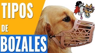 TIPOS DE BOZALES PARA PERROSLOS DIFERENTES MODELOS DE BOZALES PARA PERROS [upl. by Stauder]