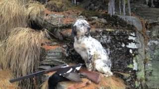 Caccia al gallo forcello e pernice bianca col setter inglese Hunting black grouse and ptarmigan [upl. by Ecnar]