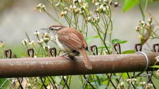 Bewicks Wren Call [upl. by Eiznek]