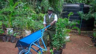 LIVE NATIONAL TREE PLANTING DAY AT MAKUENI KIBWEZI RUTO LEADS BY EXAMPLE [upl. by Canotas]