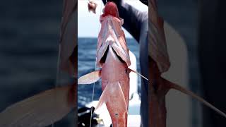 Red fish trendingshorts fishing jetskiracing fish jetski game automobile jetskifishing [upl. by Cristobal]