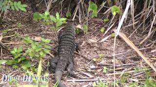 Tupinambis merianae Teiidae  Lagarto teiú no mangue de Florianópolis [upl. by Airdua229]