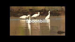 Lesvos Birds 2024  Early Morning on the Christou River [upl. by Irod745]