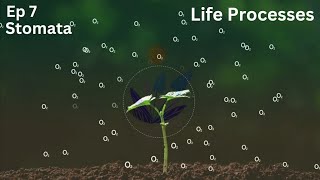 Ep 7  Stomata  Life Processes  Class 10 [upl. by Tat]