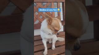 ⚠️NO DESLICES⚠️  chihuahua perros amigochihuahua [upl. by Uile153]