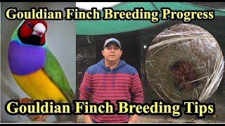 Gouldian Finch Breeding Progress 2020Gouldian Finch Breeding TipsJibran ahmadURDUHINDI [upl. by Teodor437]