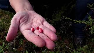 Lingonberry or Low Bush Cranberry Identification [upl. by Roxie561]