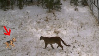 Airedale terrier chases a mountain lion up the tree [upl. by O'Gowan]