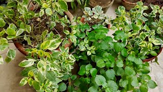 Beautiful Golden Hedge PlantLigustrum  HindiUrdu [upl. by Machutte569]