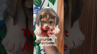 Beagle puppy sale in madurai coimbatore chennai Trichy Vellore selam erodebeaglepuppybeagledog [upl. by Namya]