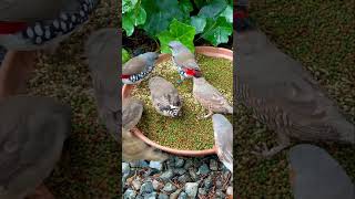 Diamond firetail finches and zebra finches feeding on seeds and pellets from verselelagapetfood [upl. by Ephraim]