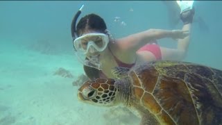 1 day in paradise  Snorkelling with Richard Fitzpatrick [upl. by Wampler]