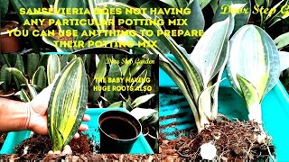 Sansevieria Masoniana Variegated Whale Fin II Healthy Big Size Baby Seperation II Full Care Guide [upl. by Chavey]