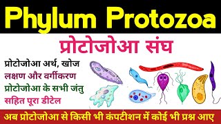 phylum protozoa  Protozoa in hindi  protozoa general characters amp classification  animal kingdom [upl. by Ahsoet]