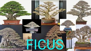 100 Bonsai BeringinFicus kimengelegankompaktabenjeminaarjunaiprikdll [upl. by Tra]