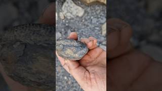 fossil nodule spotting fossilhunting on the Yorkshire jurassic coast [upl. by Anwahsiek23]