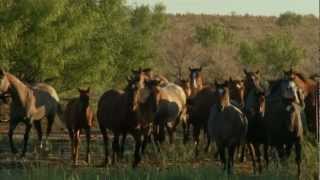 Tongue River Ranch  2011 American Quarter Horse Association Pfizer Best Remuda Award Winner [upl. by Gabi959]