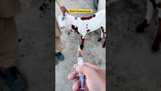 Goat intramuscular  goat treatment  bottle jaw  anemia  blood parasites  Endoparasitesanimals [upl. by Labors]