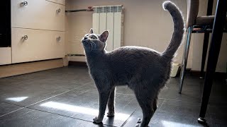 8 Meaning behind Your Cats Tail Gesture [upl. by Janicki734]