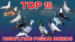 Top 10 Best Highflying Pigeon Breeds in the World [upl. by Konstance]