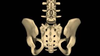 Backwards Sacral Torsion [upl. by Evol242]