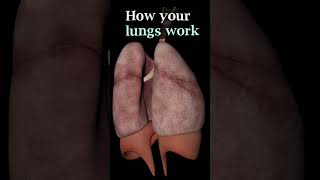 आपके फेफड़े कैसे काम करते हैं  How Your Lungs Work Animated Explanation [upl. by Yleik829]