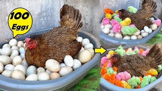 Can a Broody hen Hatched 100 Egg to chicks   Experiment [upl. by Arva]