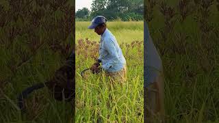 Farming life🌾 trending farming shorts viralshorts reels explore [upl. by Elatsyrc]