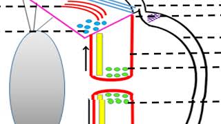 Pharmacotherapy of Glaucoma [upl. by Schulze]