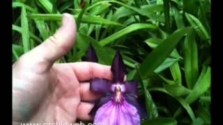 OrchidWeb  Miltonia spectabilis var moreliana King Kong 4N [upl. by Nnylarak]