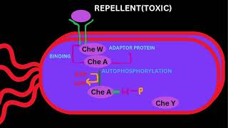 BACTERIAL SIGNALLINGCHEMOTAXSISPART 2 [upl. by Lua397]