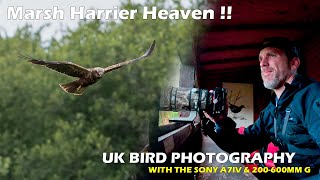 Marsh Harriers Warblers and the Great British Weather  UK Bird Photography [upl. by Rafaello]