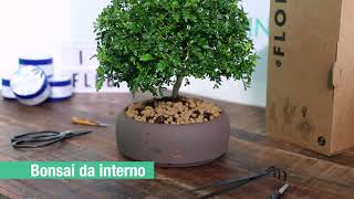 Pepe Bonsai  Xanthoxylum piperitum cura e info prodotto  FLOB [upl. by Belva]