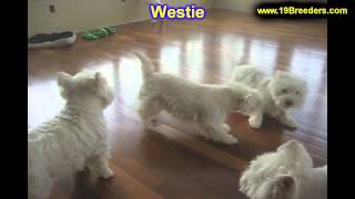 West Highland Terrier Puppies For Sale In Billings Montana MT Missoula Great Falls Bozema [upl. by Domenic786]