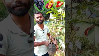 fruit plant nursery near me  nursery garden near me  plants wholesale nursery near me [upl. by Haronid459]