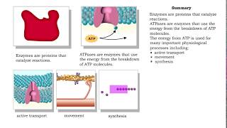 ATPase function  membrane transport contractile proteins and synthesis [upl. by Rostand]