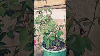 Gulab ka plant ☘️🌵☘️ My Care Garden 🏡😘🏡😘🏡 gardening plants [upl. by Llib237]