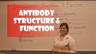 Antibody Structure amp Function [upl. by Ellives376]