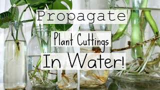 How To Propagate Houseplants From Cuttings  How To Water Propagate Indoor Plants [upl. by Cynera]