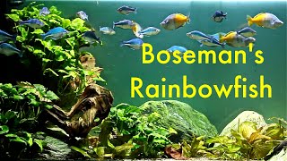 Melanotaenia boesemani  Boesemans Rainbowfish [upl. by Itsud713]