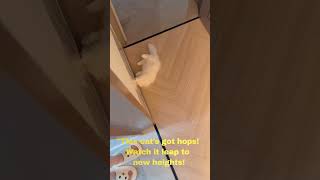 Watch This Cat Jump Like a Pro 🐱💨 Amazing Leaps Ahead [upl. by Aleyak]