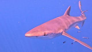 CRAZY Shark Diving  Blue Shark [upl. by Yarb]