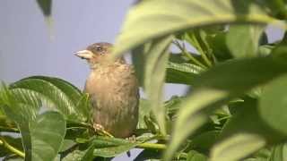 VOGELSERENADE  PTASIA SERENADA [upl. by Gannie]