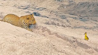 Innocent Baby Bird Walks up to Leopard  Crazy Ending [upl. by Hayman]