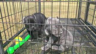 Ears Cropped Parvo Prevention Plus Available Puppy americanbully puppy bullylife [upl. by Niles]