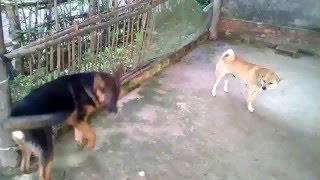 German Shepherd vs Dingo [upl. by Aikehs549]